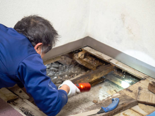 Best Toxic Mold Removal  in Lawai, HI