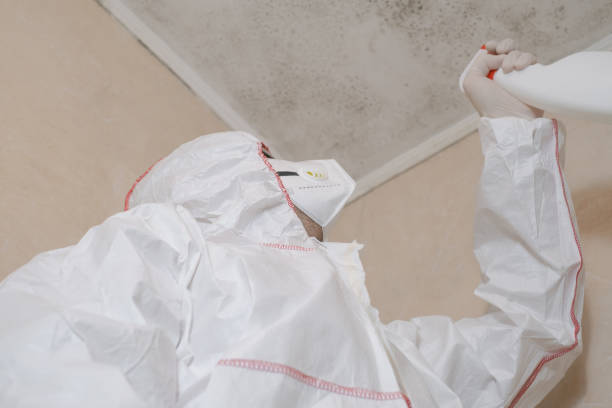 Professional Mold Removal in Lawai, HI