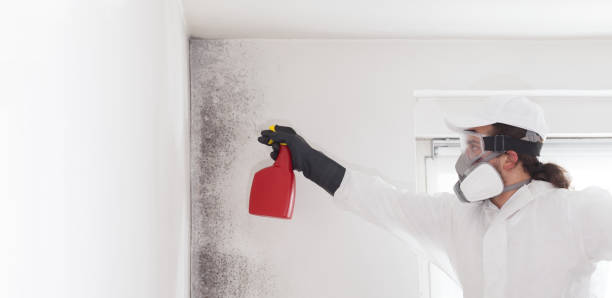 Best Commercial Mold Removal  in Lawai, HI