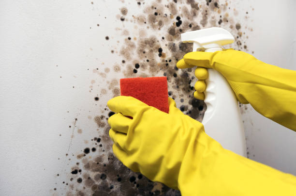 Certified Mold Removal in Lawai, HI